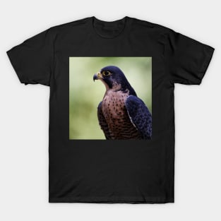 Peregrine Falcon T-Shirt